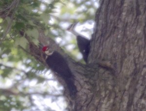 Blurry photo of two Pileated Woodpeckers