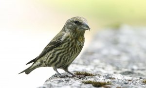 Common crossbill