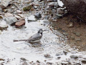 White wagtail bathing