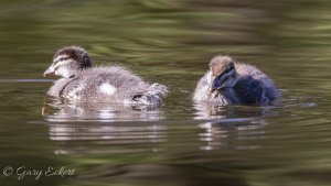 Australian Wood Duck ducklings