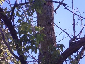 Northern Flicker