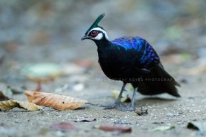 Palawan-Peacock-Pheasant