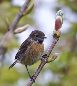 stonechat