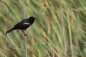 Red-winged Blackbird (male).jpg