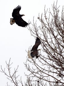Immature bald eagle trying to rob an adult one