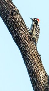 Nuttall's Woodpecker