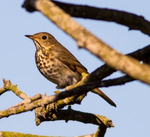 Hermit Thrush