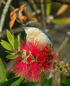 Pygmy Nuthatch