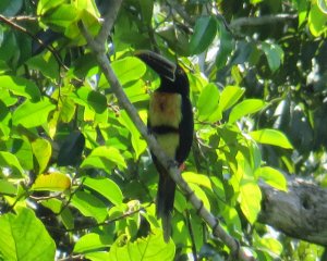 Stripe-billed Aracari