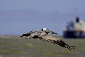 Brown Pelican.jpg