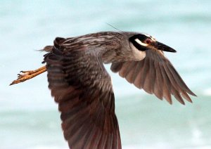 Yellow-crowned Night Heron