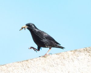 Spotless Starling