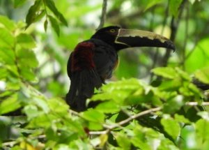 Collared Aracari,  Pteroglossus torquatus nuchalis