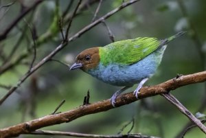 Bay-headed Tanager