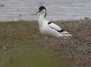 Avocet