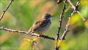 Whitethroat