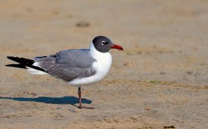 Laughing Gull.jpg