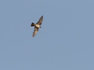 Eurasian crag martin