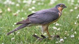 SparrowHawk