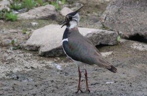 Lapwing juvenile