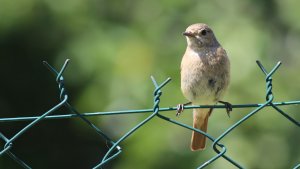 common redstart (female)