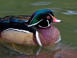 Male wood duck