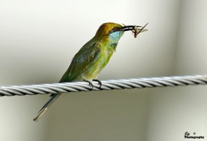 Bee-eater and the Winged Ant