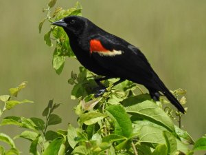 Red-winged Blackbird 1.jpg