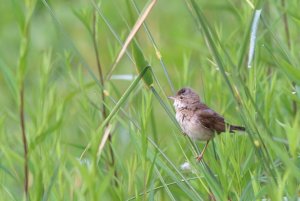 225- Sylvia communis Common Whitethroat- 16 juin 2020.jpg