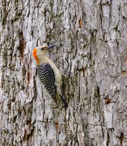 Red-bellied Woodpecker (female).jpg