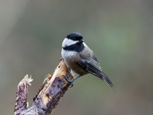 Black-capped chickadee