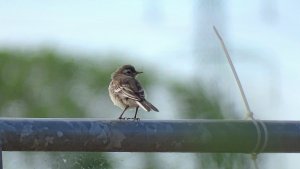 Pied Wagtail