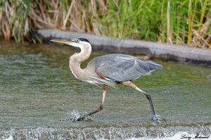 Great Blue Heron