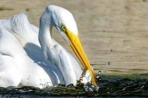 Great Egret with Fish