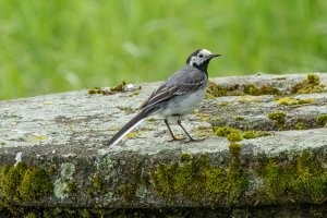 White wagtail