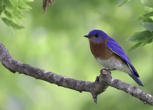 Eastern Bluebird (male).jpg