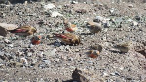 Two adult male & female Eurasian Crimson-winged Finches with Six Eurasian Linnets include three male adults, one female adult and two female immature