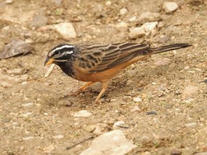 Cinnamon-breasted bunting