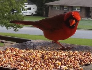 Cardinal visiting my feeding tray