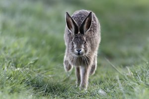 Running Brown Hare.jpg