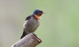 Pacific swallow (Hirundo tahitica)