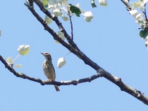 Tree Pipit