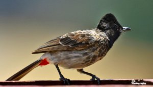 Red-vented Bulbul