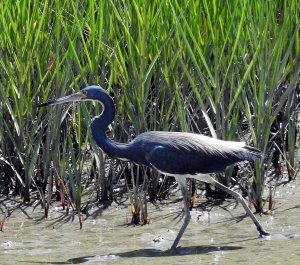 Tricolored Heron also formerly known as the "Louisiana Heron".