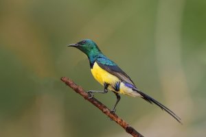 Nile Valley sunbird