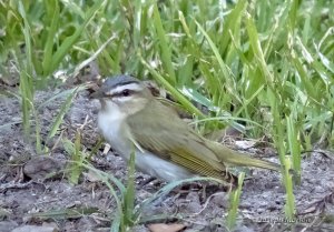 Red-eyed Vireo