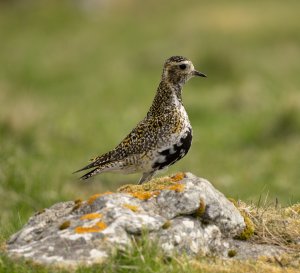 European Golden Plover