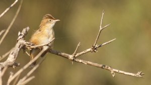 zitting cisticola