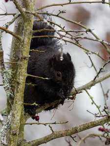 Black squirrel