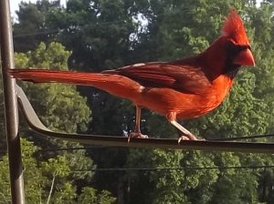 Best shot yet of my cardinal